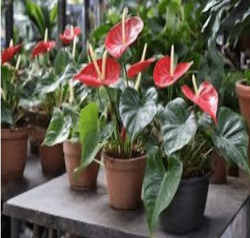 Anthurium